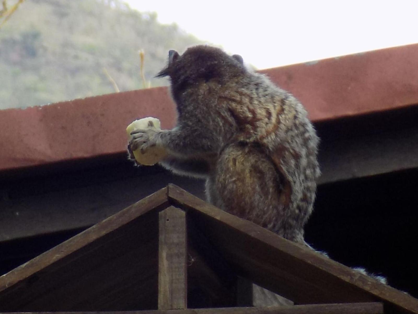 Pousada Fenix Pirenópolis المظهر الخارجي الصورة