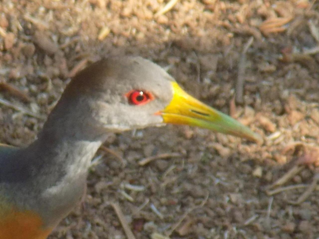 Pousada Fenix Pirenópolis المظهر الخارجي الصورة
