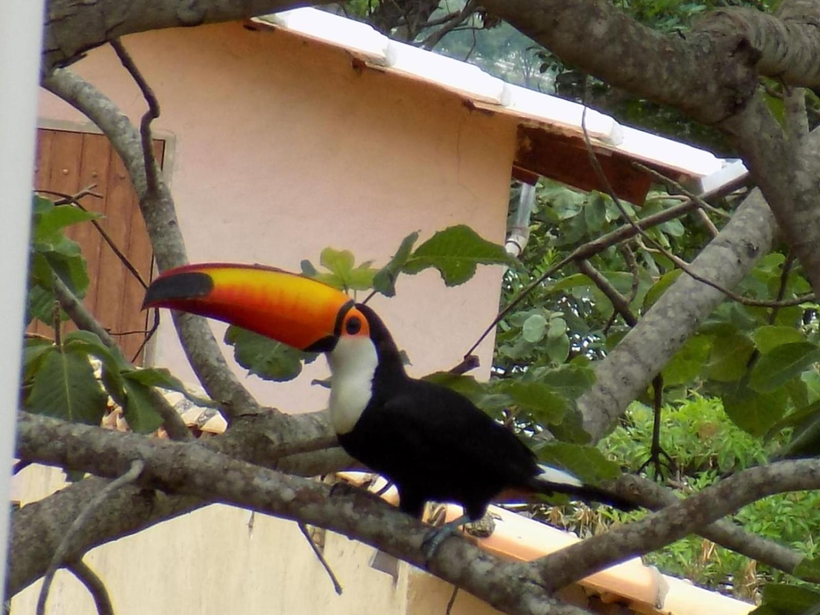 Pousada Fenix Pirenópolis المظهر الخارجي الصورة