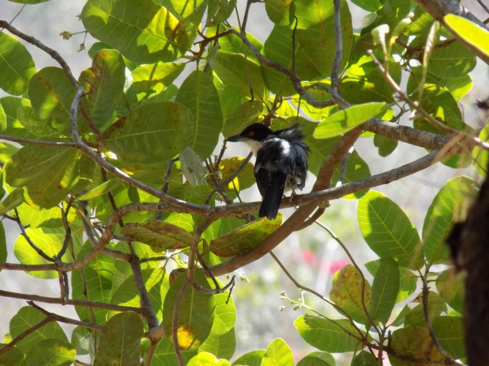 Pousada Fenix Pirenópolis المظهر الخارجي الصورة