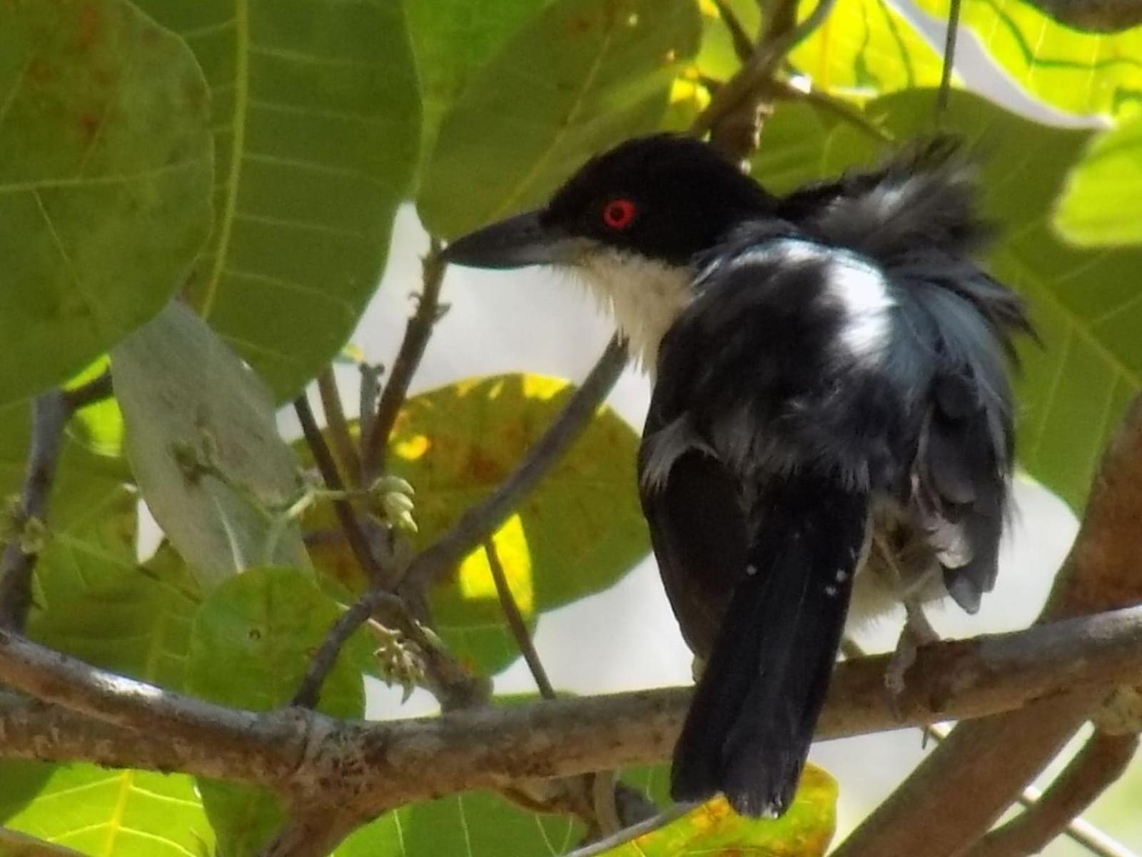Pousada Fenix Pirenópolis المظهر الخارجي الصورة