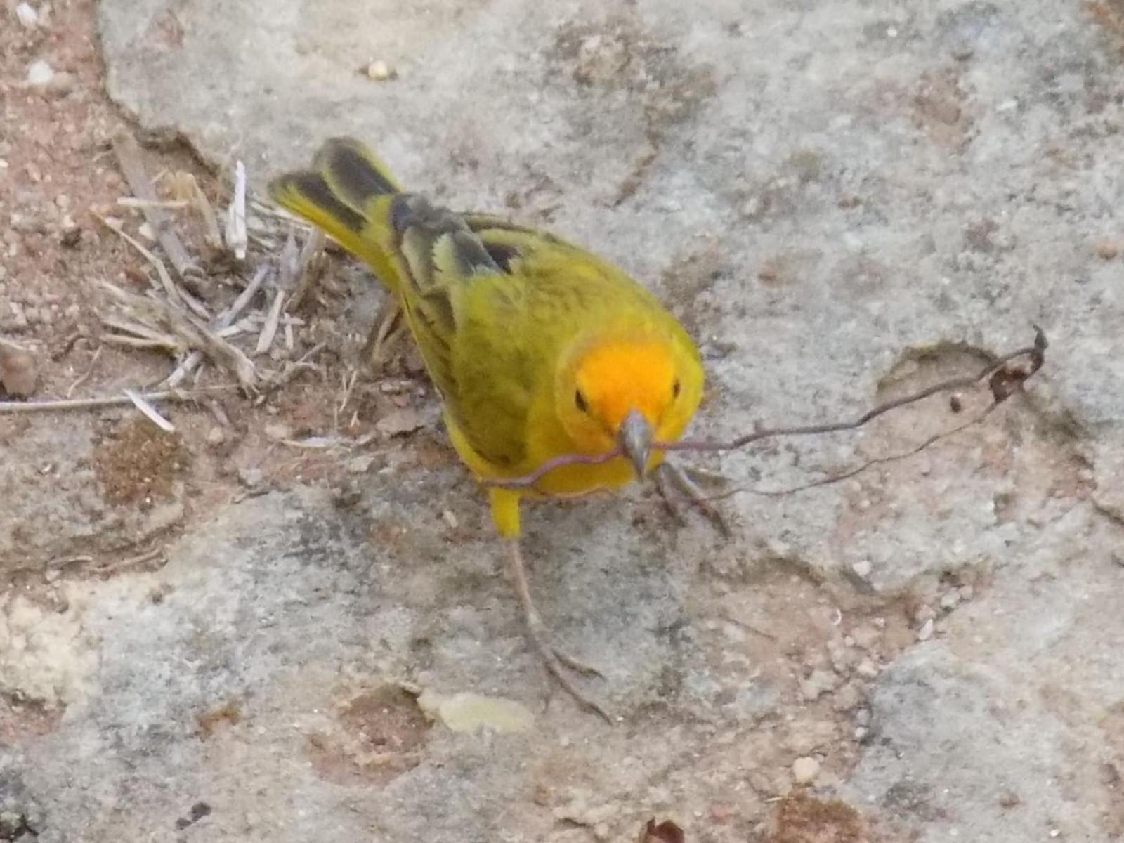 Pousada Fenix Pirenópolis المظهر الخارجي الصورة