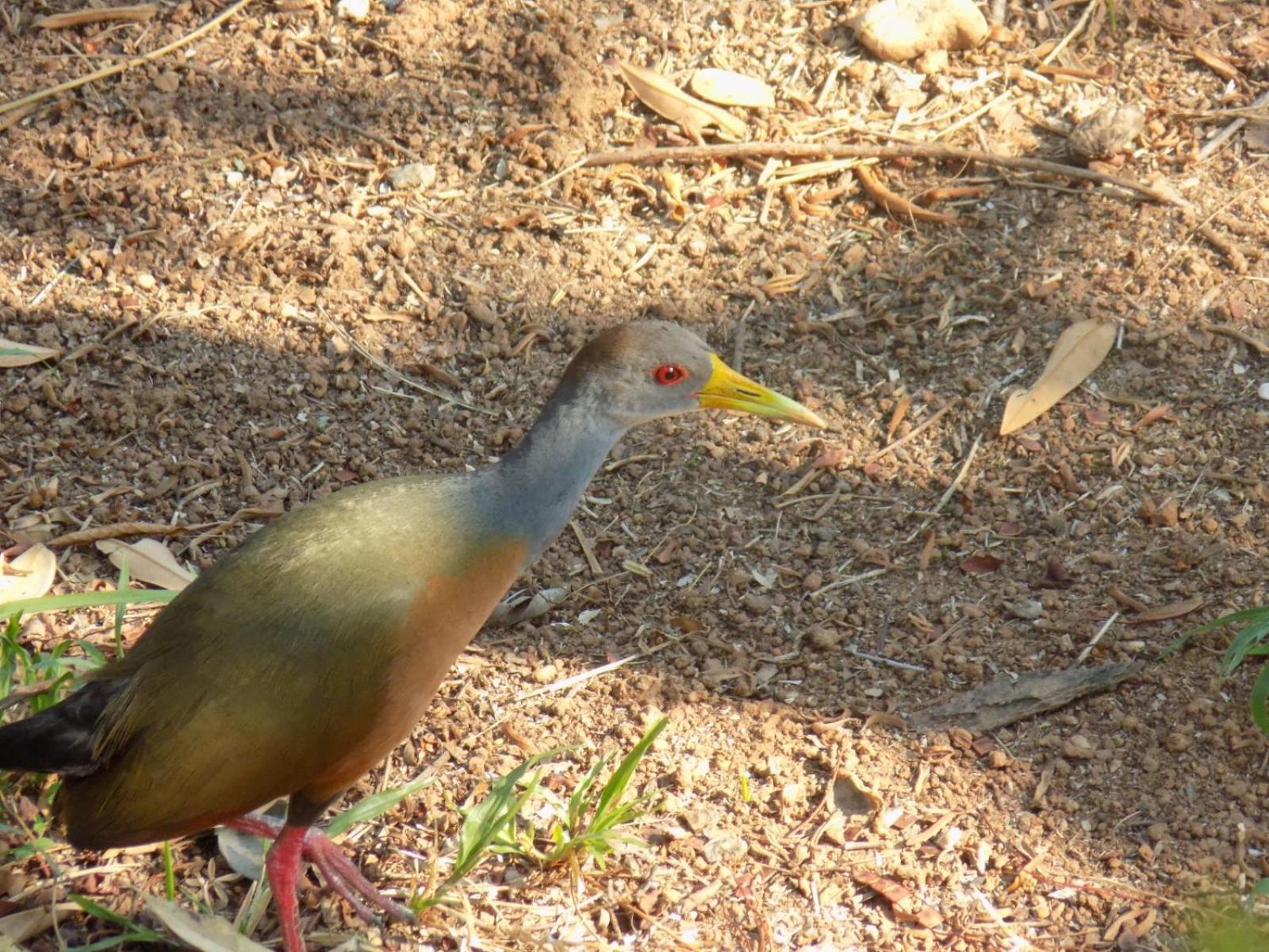 Pousada Fenix Pirenópolis المظهر الخارجي الصورة